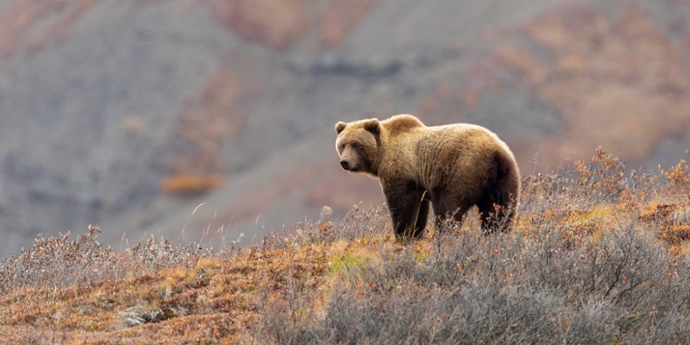 Bear Attacks Hiker in Crowsnest Pass Leaving Immense Injuries