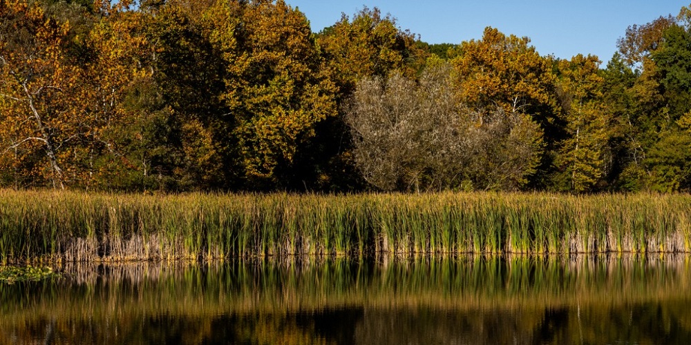 Kayaker Dies After Drowning in Pond